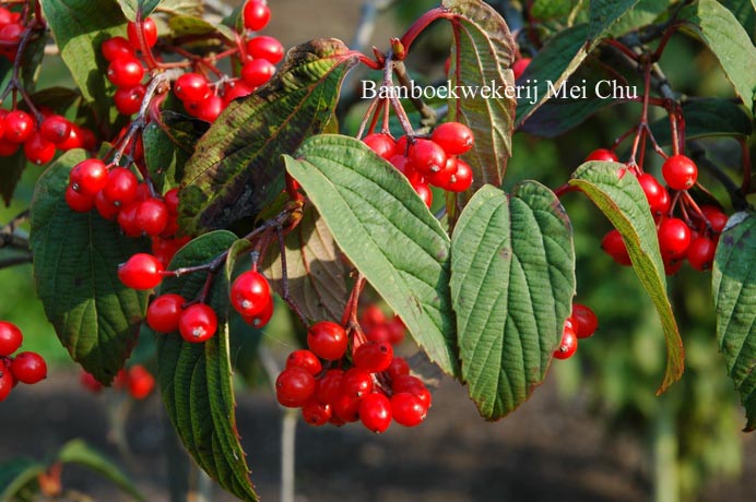 Viburnum setigerum