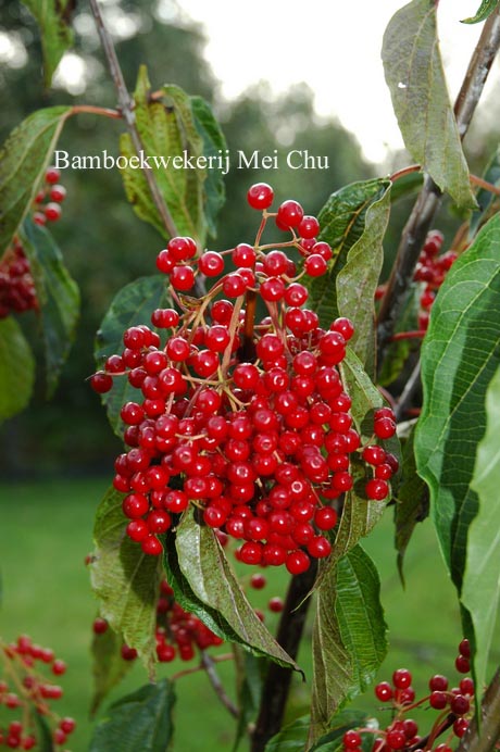 Viburnum betulifolium