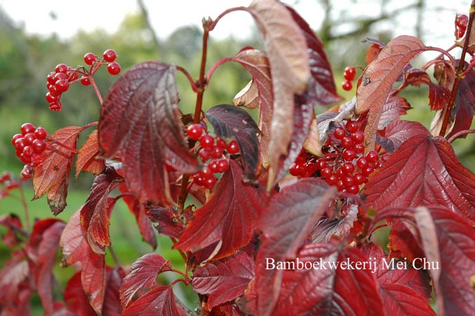 Viburnum koreanum