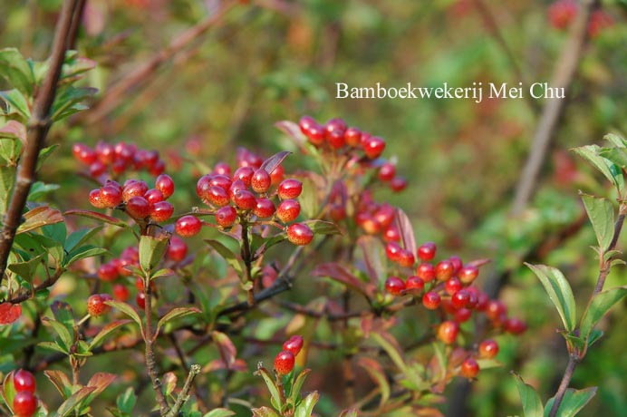 Viburnum parvifolium