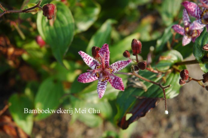 Tricyrtis formosana