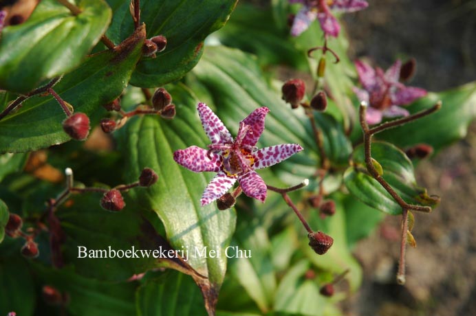 Tricyrtis formosana