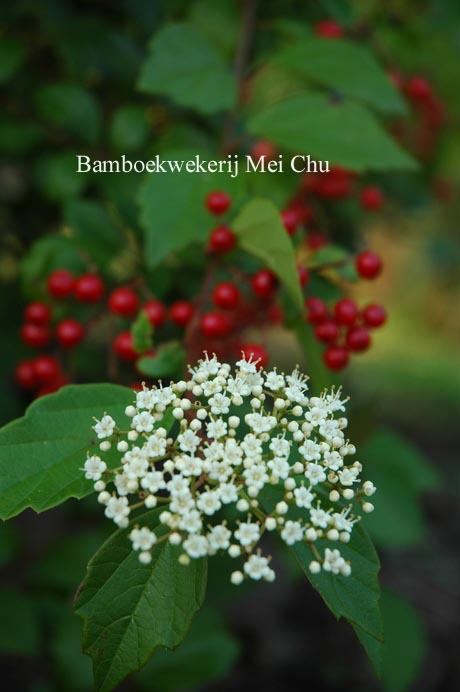 Viburnum mullaha