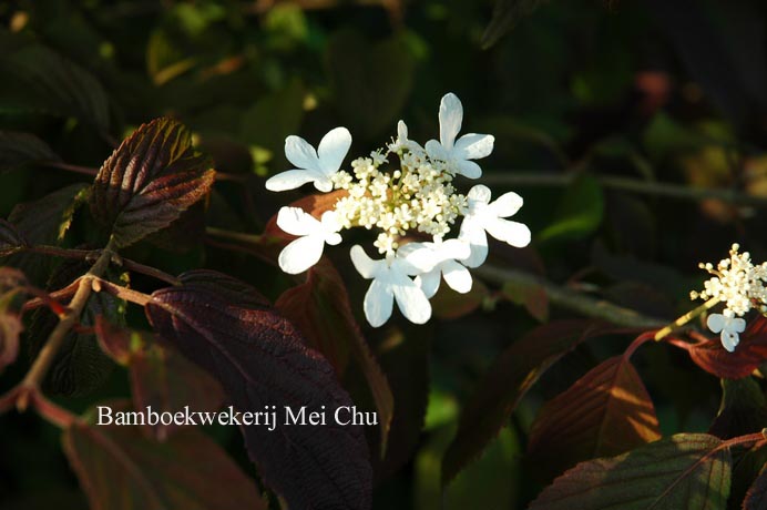 Viburnum plicatum 'Mariesii'