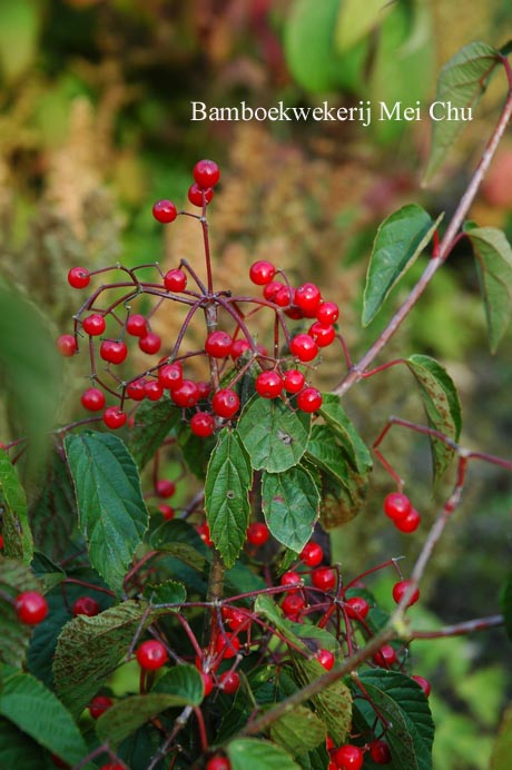 Viburnum plicatum