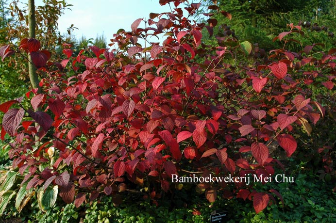 Viburnum plicatum 'Grandiflorum'