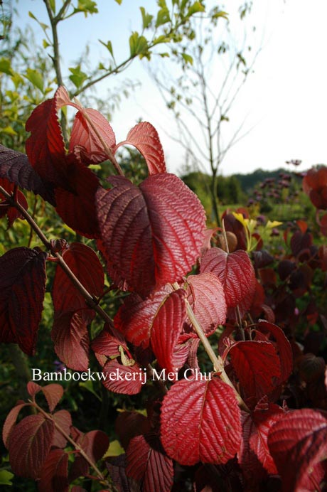 Viburnum plicatum 'Newport'