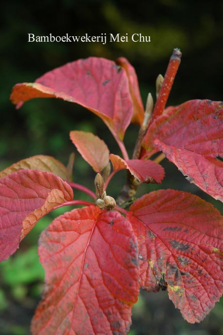 Viburnum furcatum