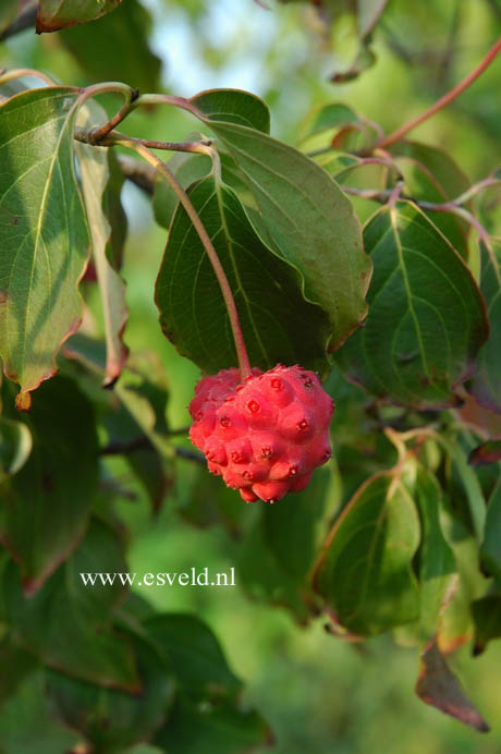 Cornus kousa var. chinensis