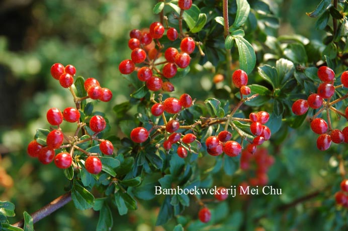 Viburnum parvifolium