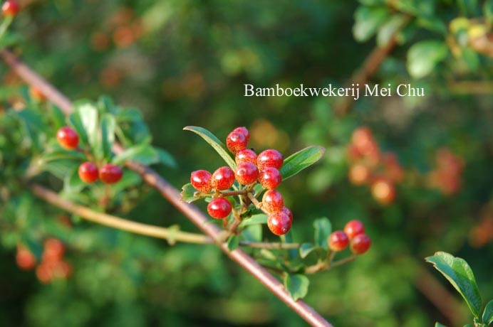 Viburnum parvifolium