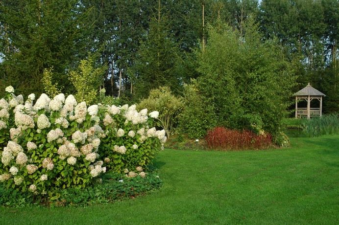 Hydrangea paniculata 'Limelight'