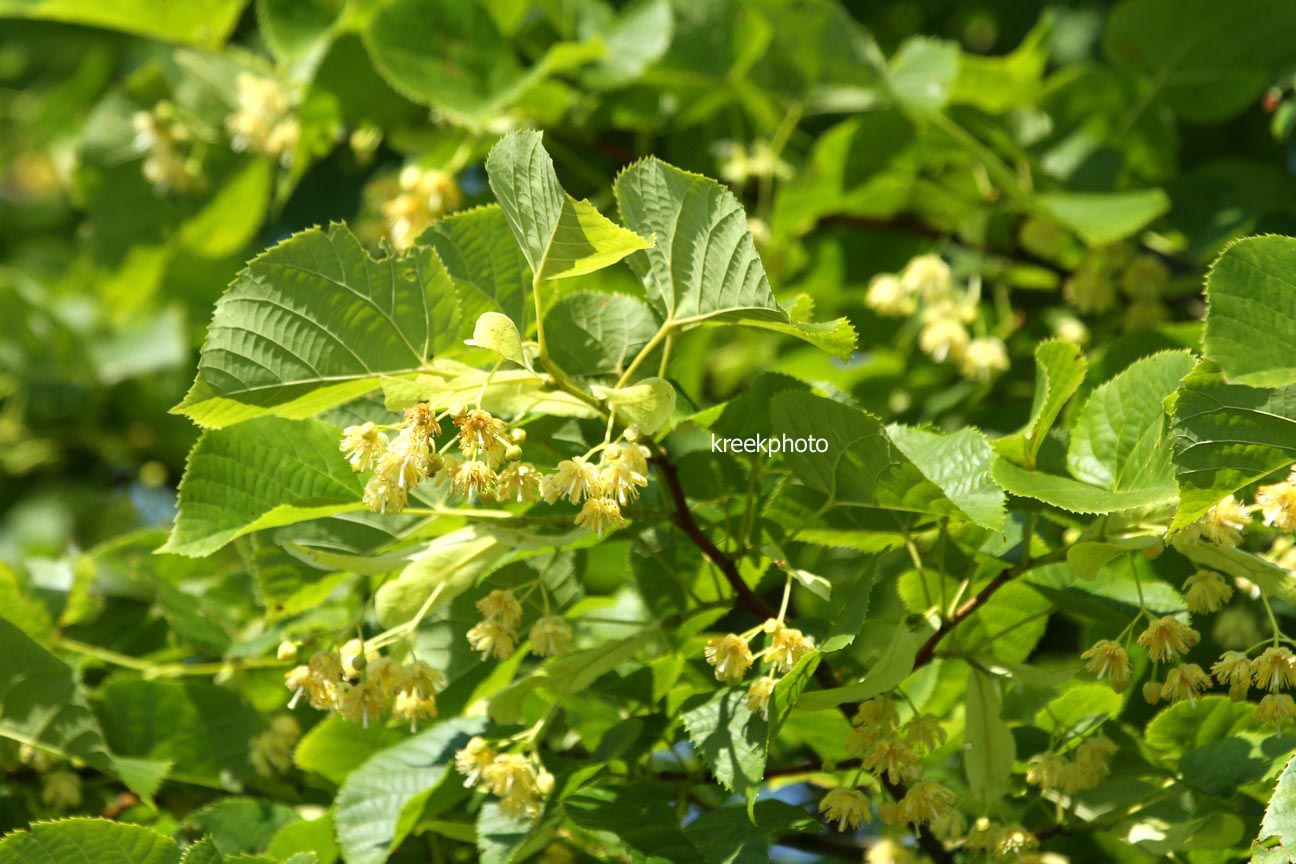 Tilia mandshurica