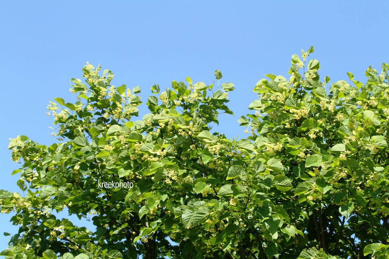 Tilia mandshurica