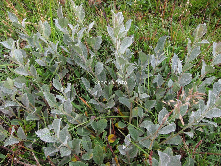 Salix lanata