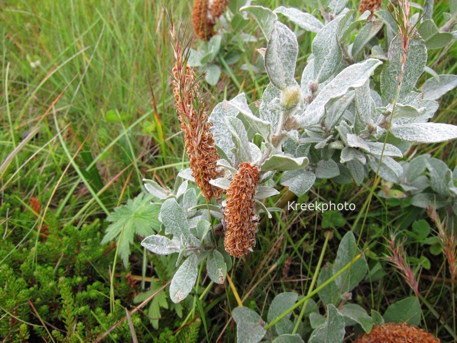 Salix lanata