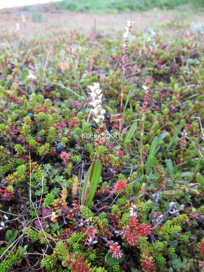 Persicaria vivipara