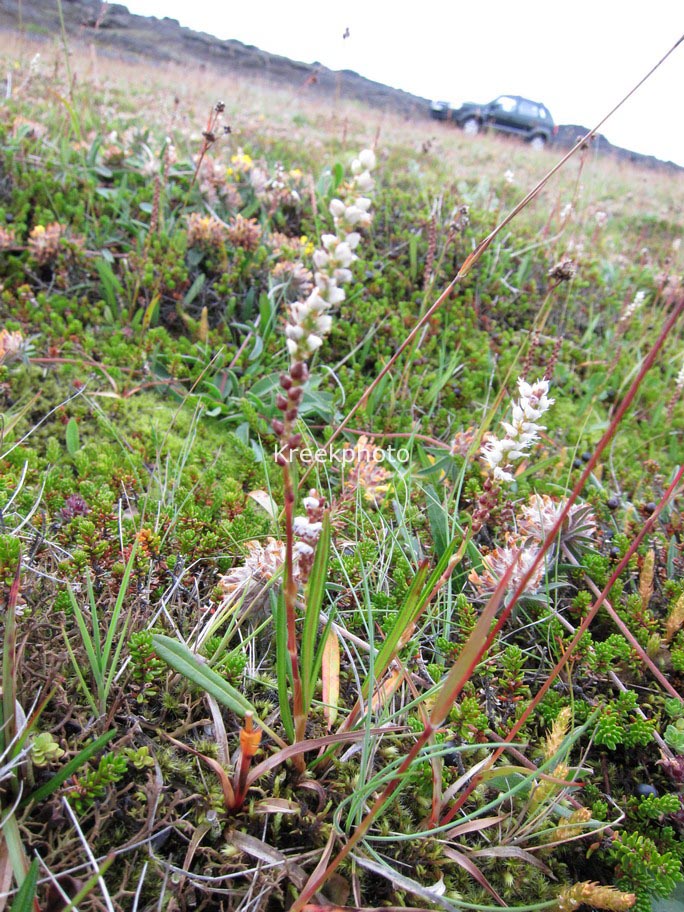 Persicaria vivipara