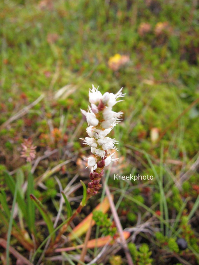 Persicaria vivipara