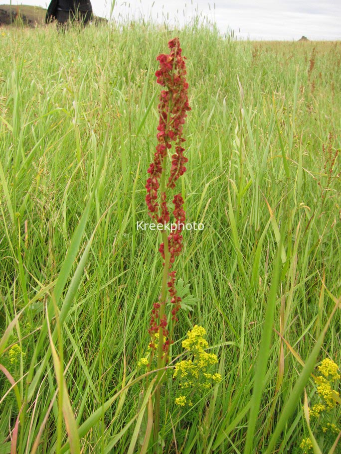 Rumex acetosa