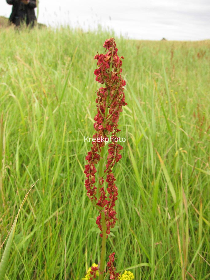 Rumex acetosa