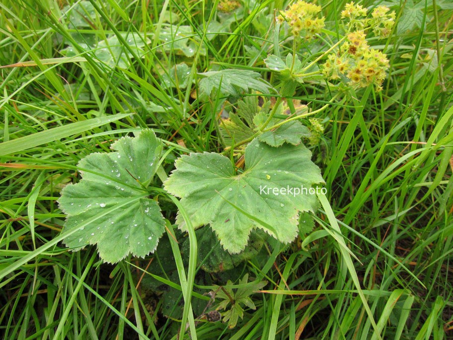 Alchemilla vulgaris