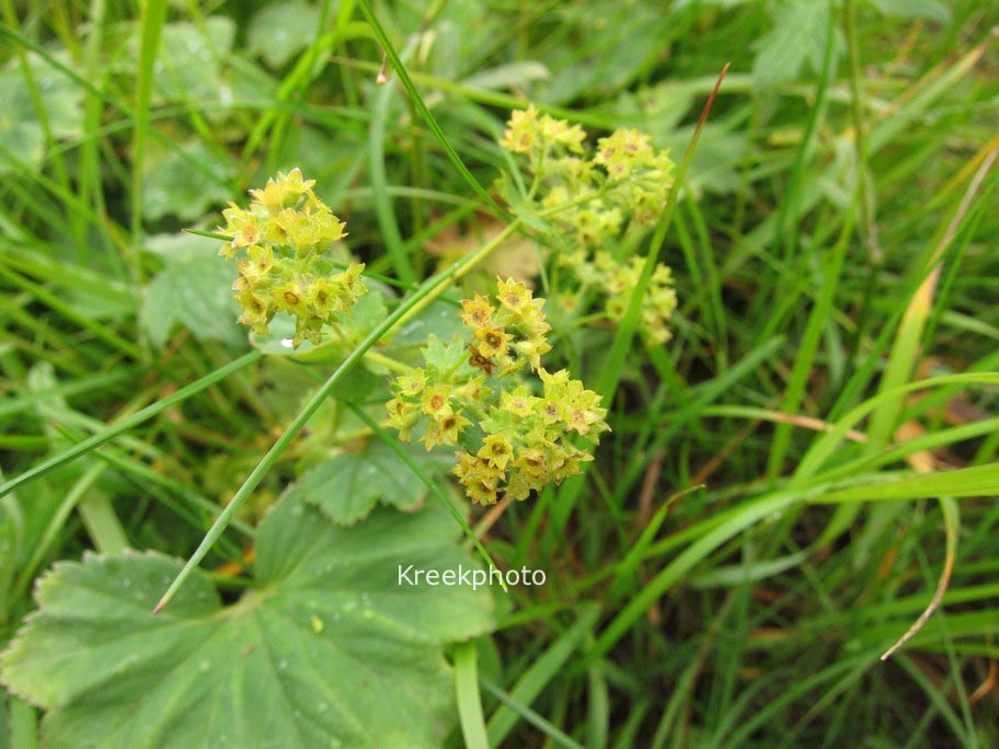 Alchemilla vulgaris