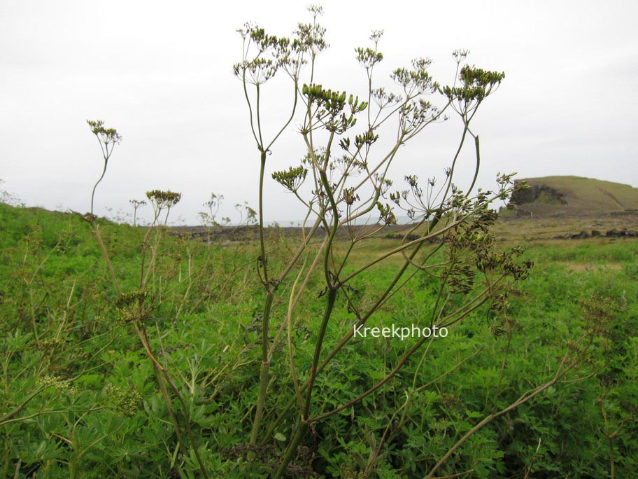 Angelica archangelica