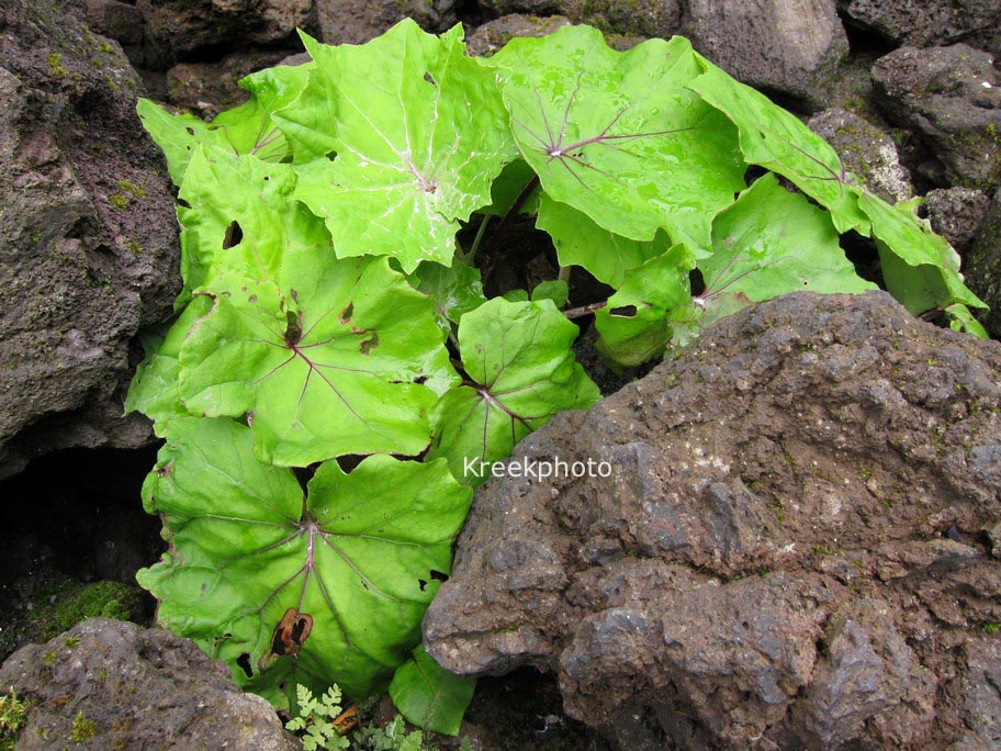 Tussilago farfara