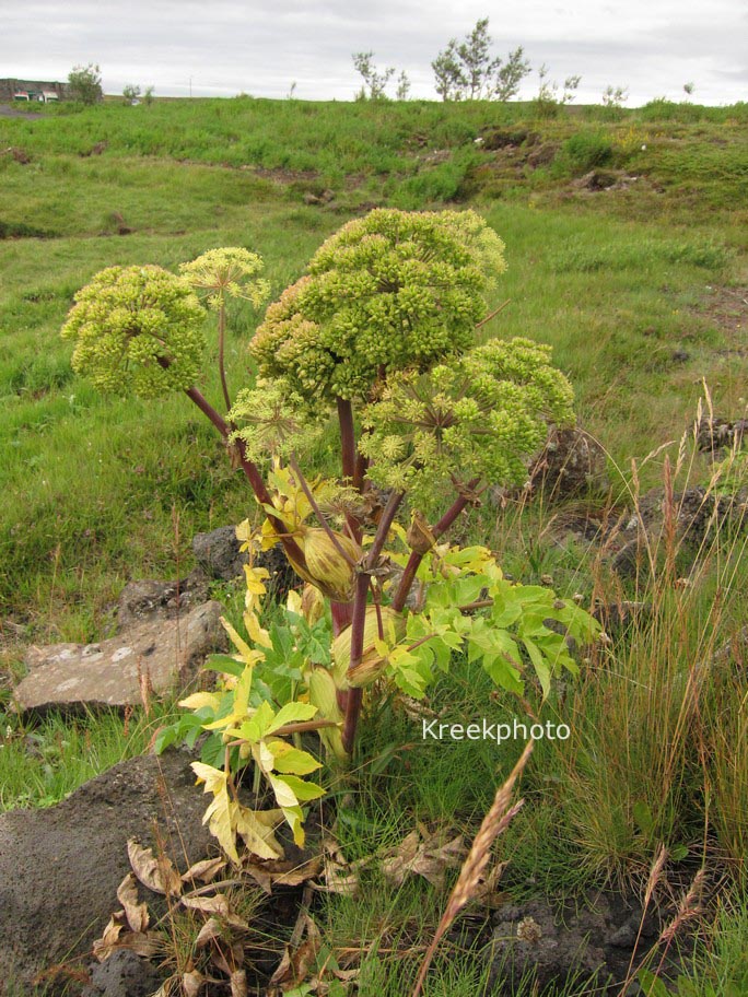 Angelica archangelica