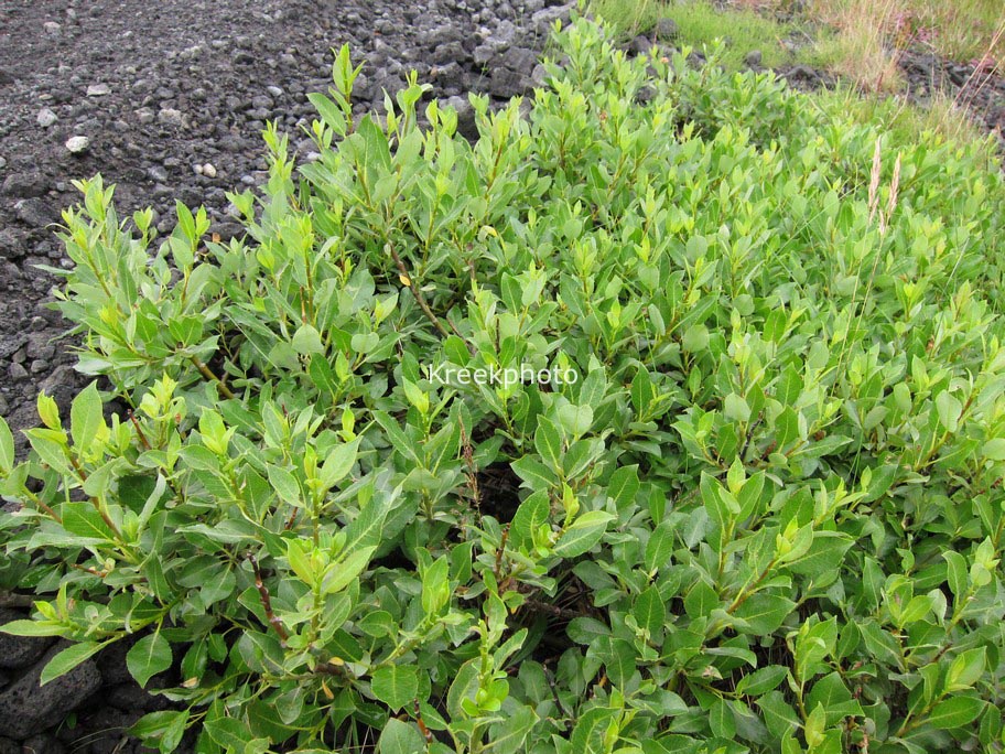 Vaccinium myrtillus