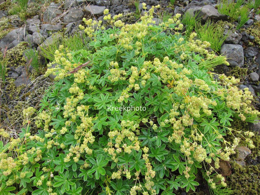 Alchemilla alpina