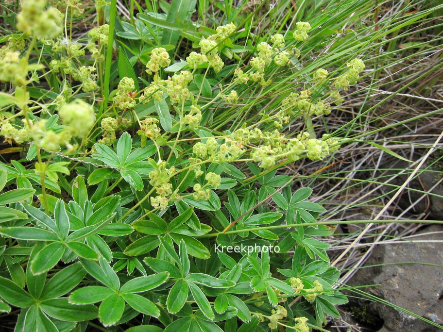 Alchemilla alpina