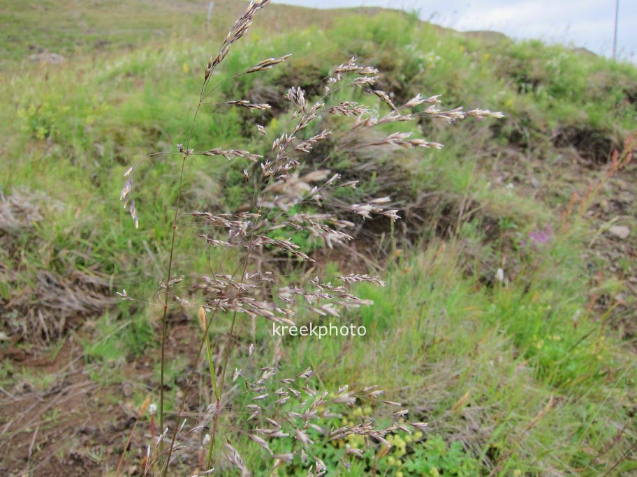 Deschampsia cespitosa