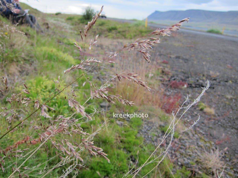 Deschampsia cespitosa