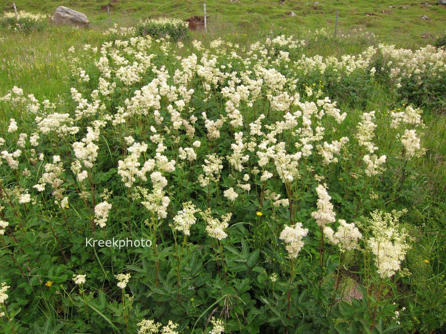 Filipendula ulmaria