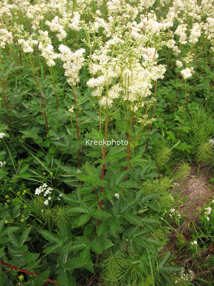 Filipendula ulmaria