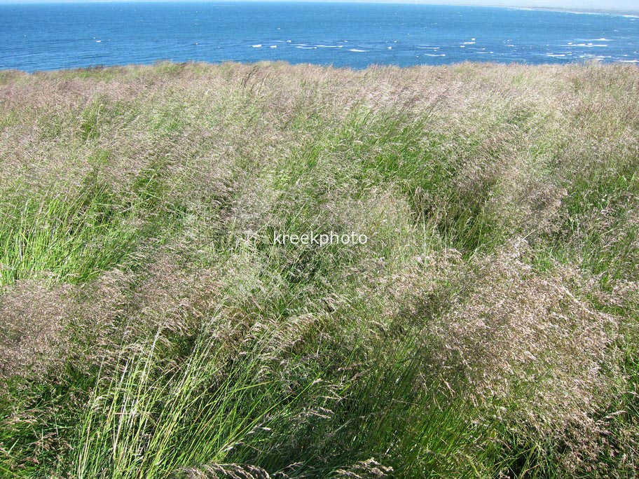 Deschampsia cespitosa