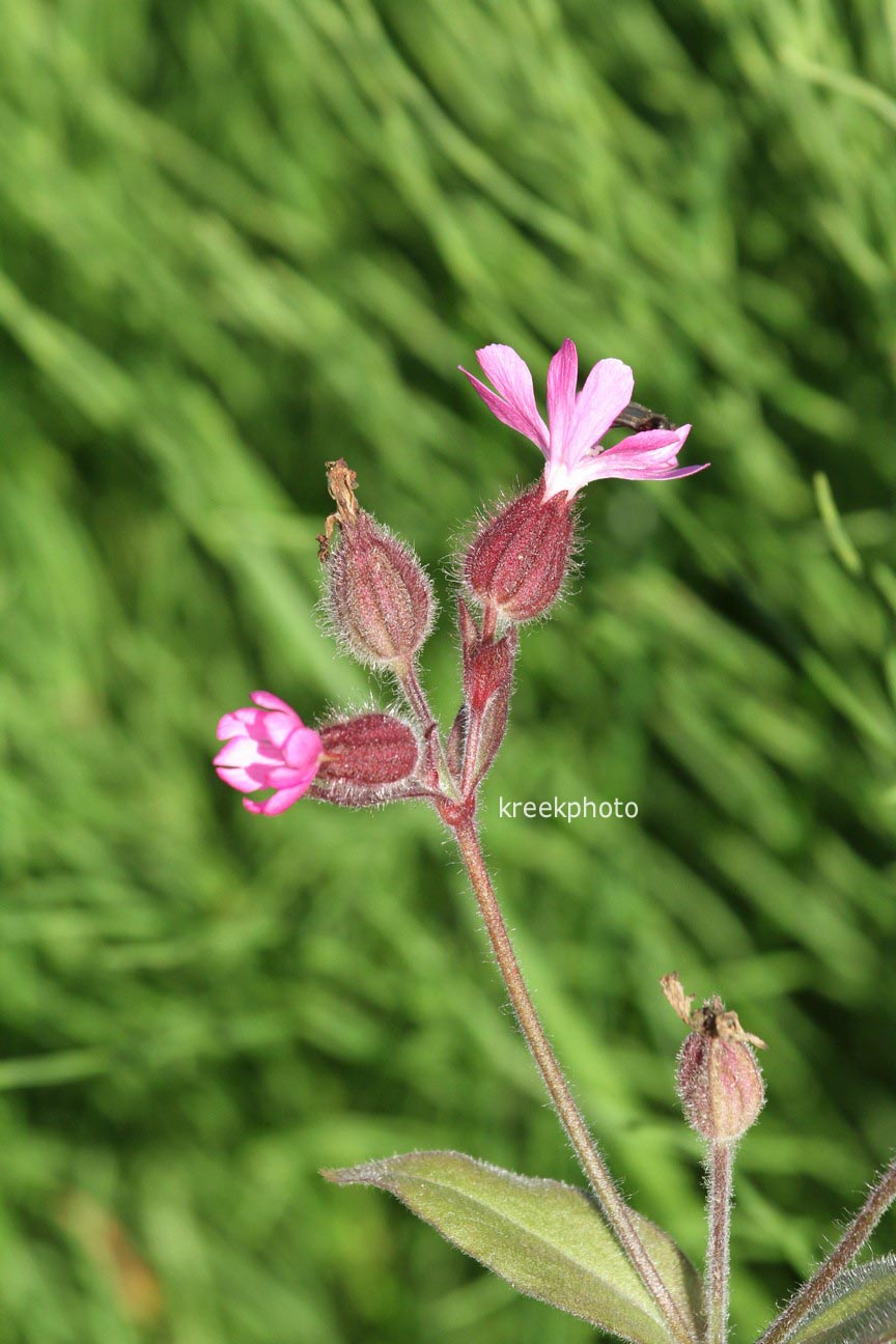 Silene dioica