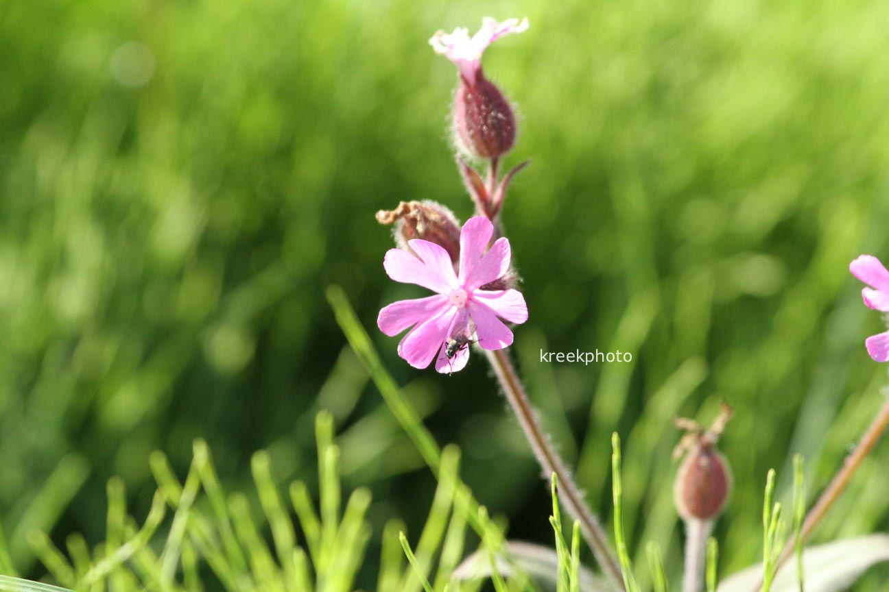 Silene dioica