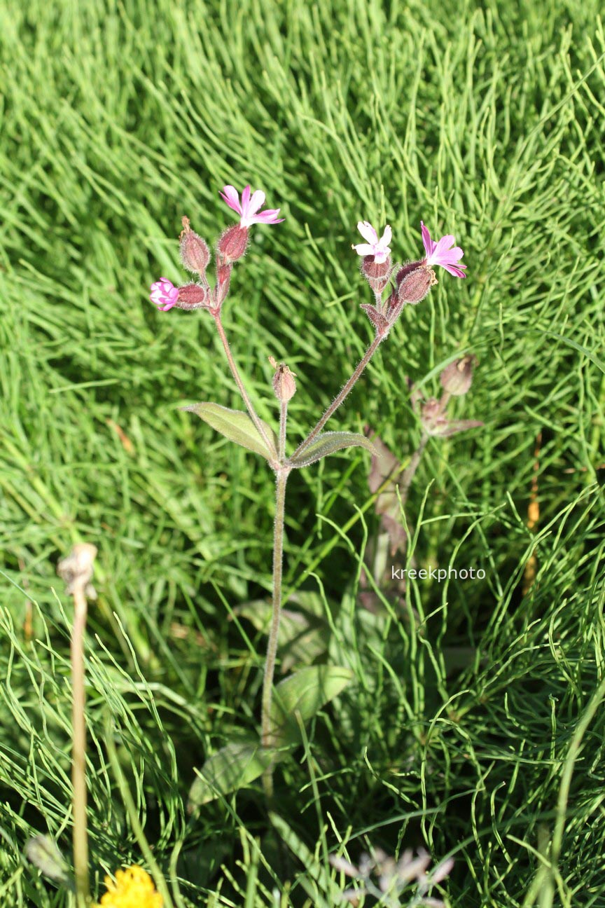 Silene dioica