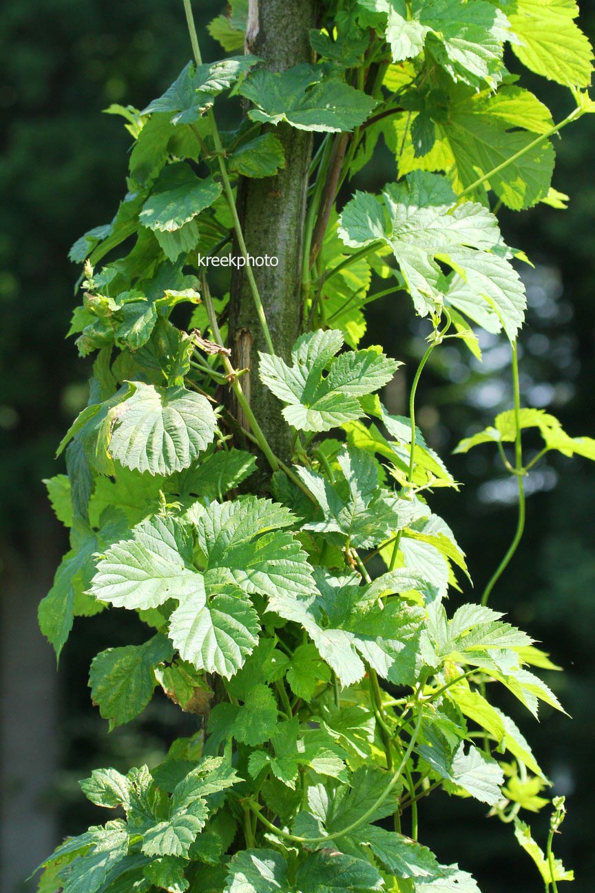 Humulus lupulus