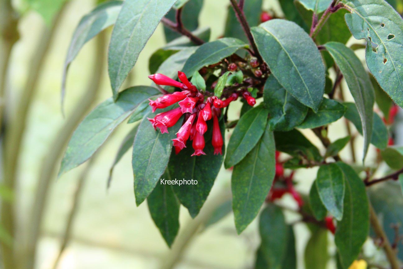 Cestrum elegans