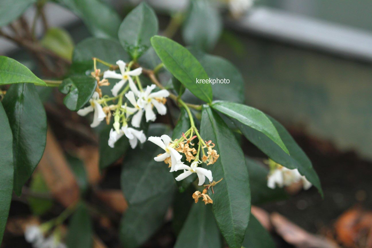 Trachelospermum jasminoides