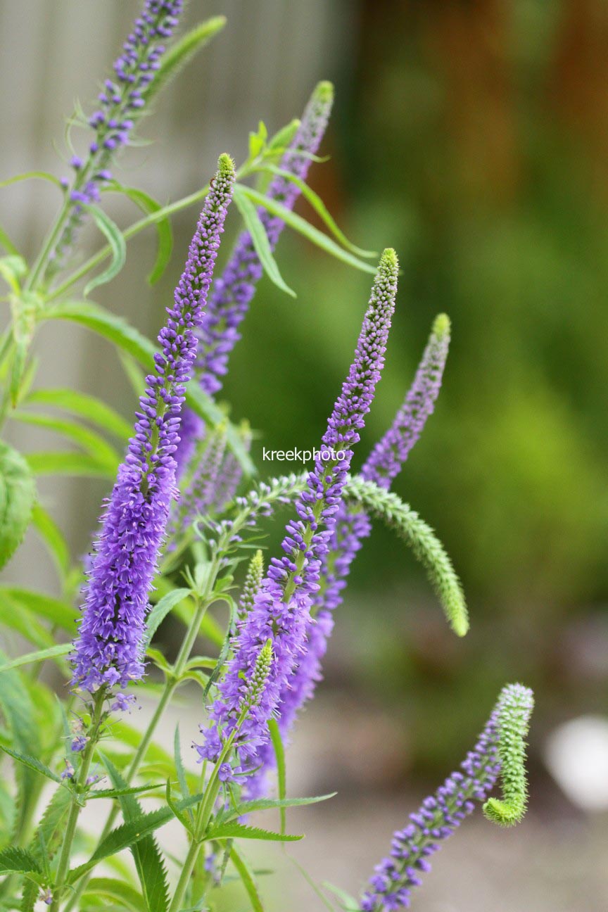 Veronica spicata