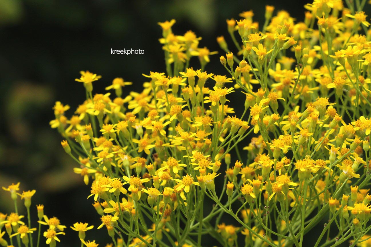 Senecio doria