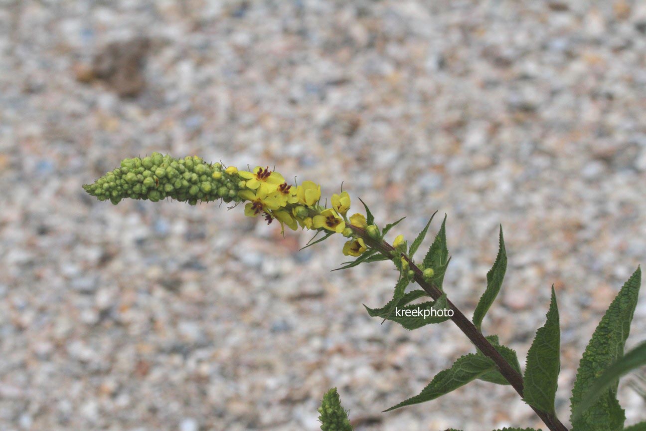 Verbascum 'Densiflorum'