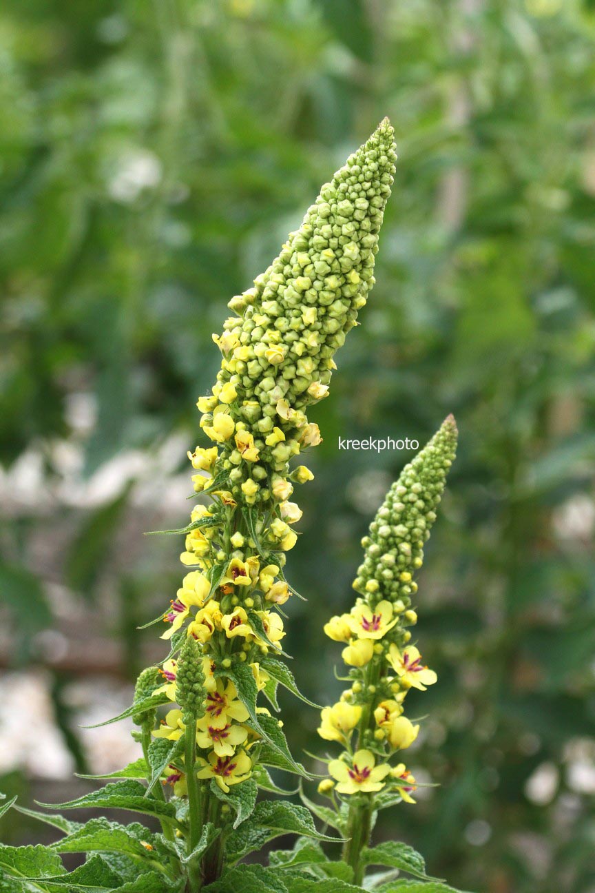 Verbascum olympicum