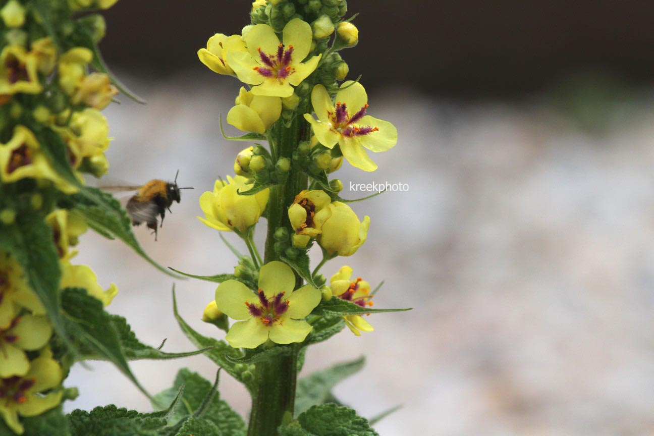 Verbascum olympicum