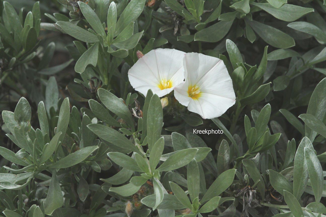 Convolvulus cneorum